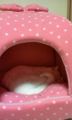 줤͡